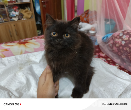 Persian male cat traditional